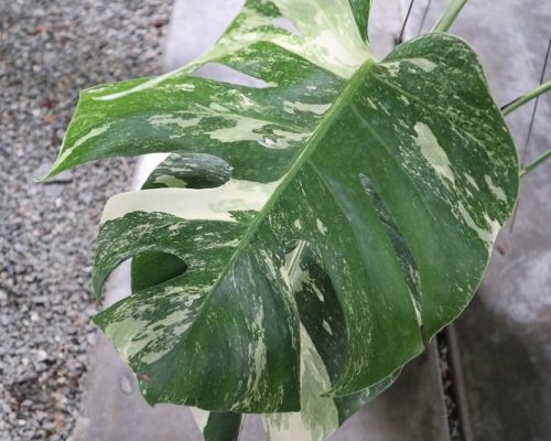 Monstera Albo variegated selling to russia and asia country Monstera Albo variegated selling to russia and asia country