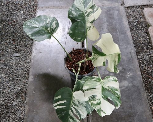 Monstera Albo variegated ship to USA and canada Monstera Albo variegated ship to USA and canada