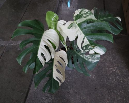 Monstera Albo variegated selling to russia and asia country Monstera Albo variegated selling to russia and asia country
