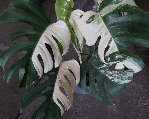 Monstera Albo variegated rare plant live thailand Monstera Albo variegated rare plant live thailand