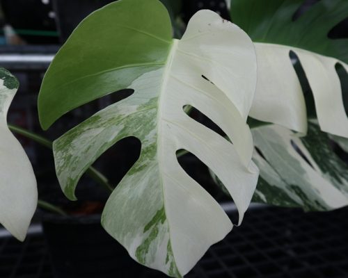 Monstera Albo variegated cheap price offer Monstera Albo variegated cheap price offer