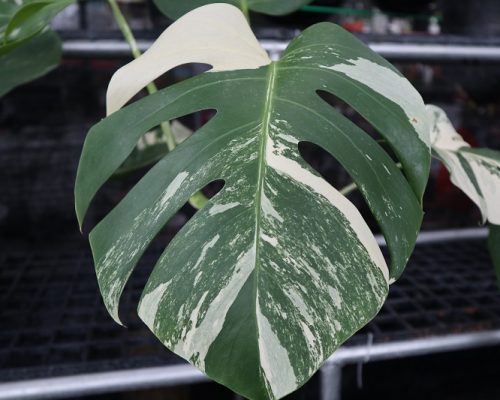 Monstera Albo variegated rare plants live Monstera Albo variegated rare plants live