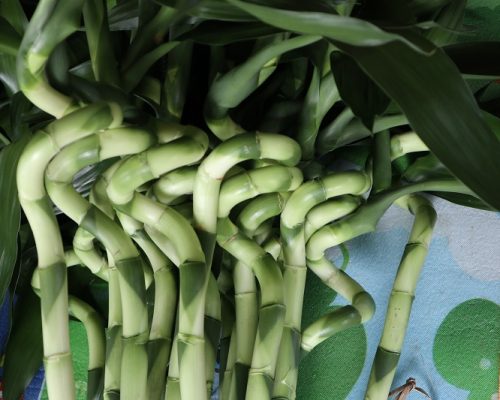 lucky bamboo
