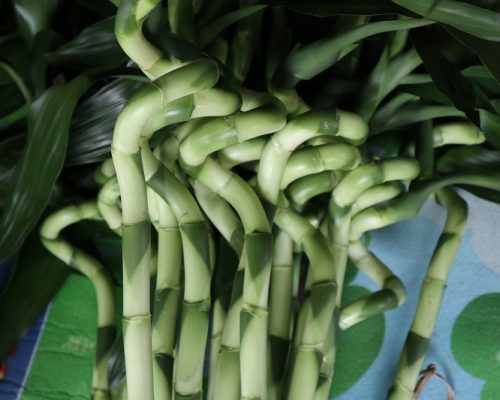 thai lucky bamboo exporting quality to iraq