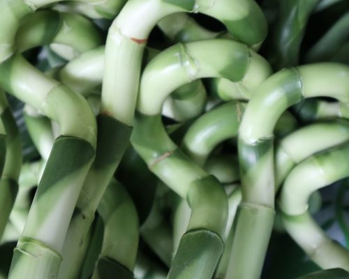 Lucky bamboo for dubai and Iran market