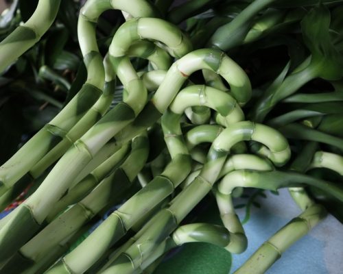 lucky bamboo