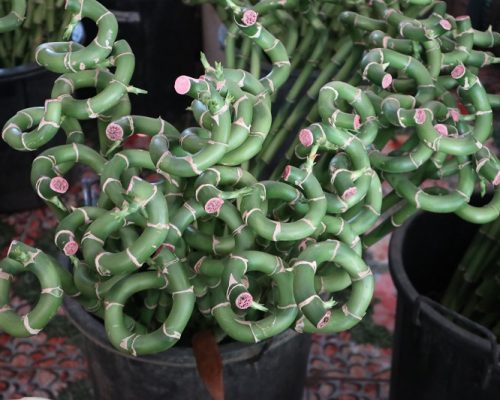 lucky bamboo