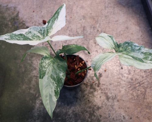 Syngonium Podophyllum white variegated selling to USA and canada