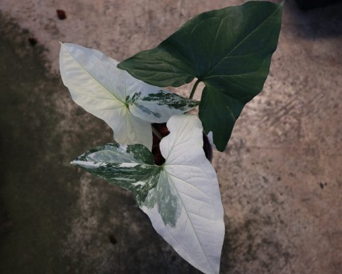 Syngonium Podophyllum white variegated