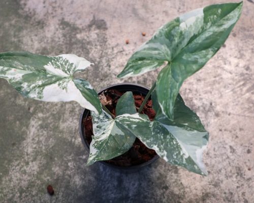 Syngonium Podophyllum white Variegated