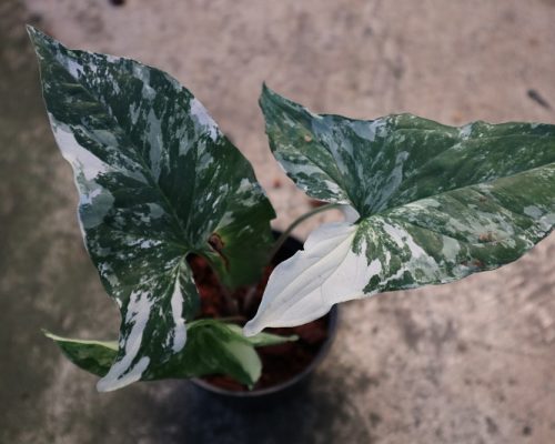 Syngonium Podophyllum white Variegated