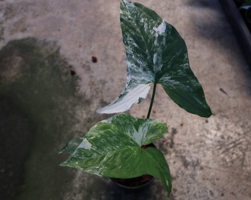 Syngonium Podophyllum white Variegated wholesale price offer