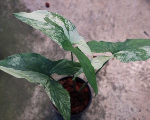 Syngonium Podophyllum white Variegated