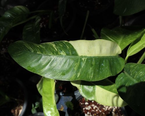 Epipremnum giganteum large garden in thailand