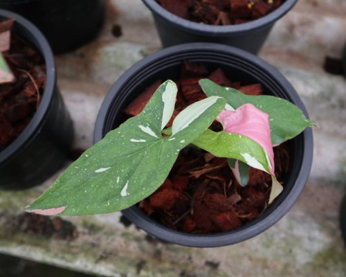 Syngonium pink splash garden in thailand exporting to singapore