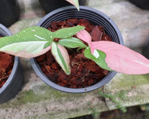 Syngonium pink splash garden in thailand exporting to singapore