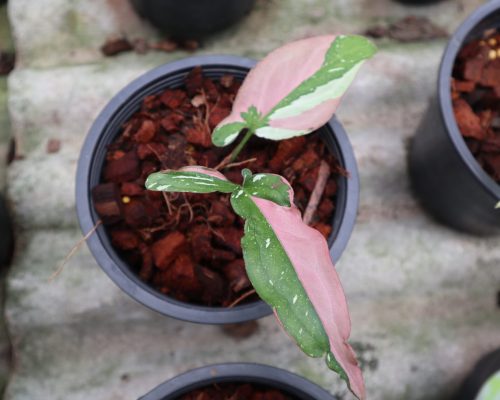 Syngonium pink splash garden in thailand exporting to singapore