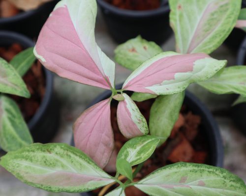 Syngonium pink splash garden in thailand exporting to singapore