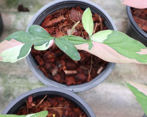 Syngonium pink splash garden in thailand exporting to singapore