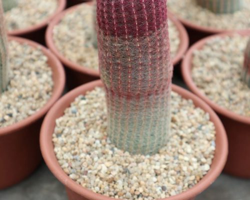 Cactus for sale to USA