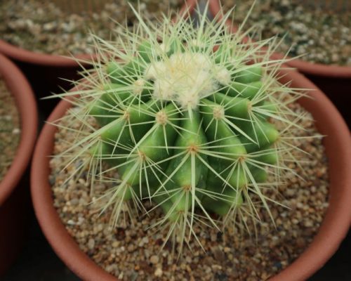 Cactus for sale to USA