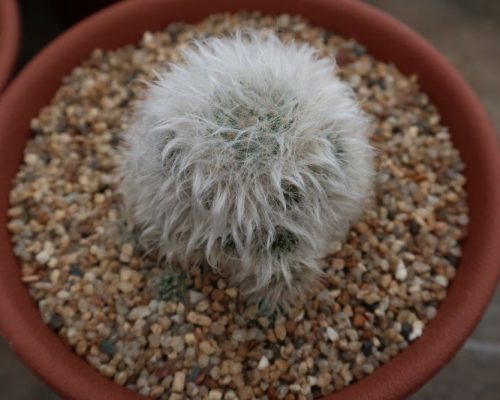 Cactus for sale to USA Cactus for sale to USA