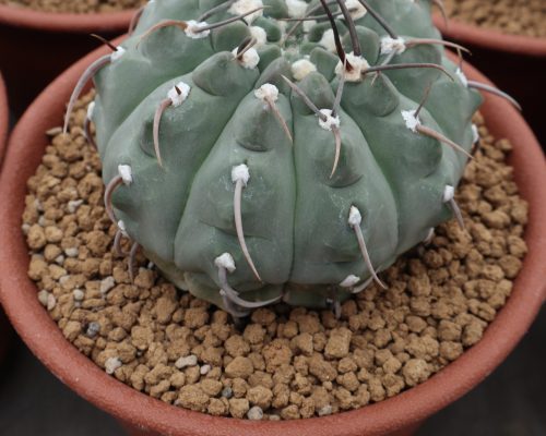 Escobaria valladii cactus for sale to south africa Escobaria valladii cactus for sale to south africa