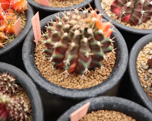Cactus for sale Cactus for sale