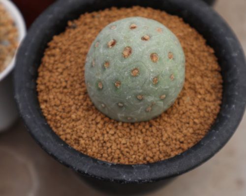Cactus for sale to japan Cactus for sale to Japan