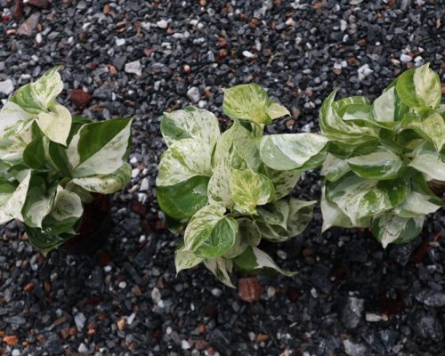 Epipremnum aureum for sale to japan and canada