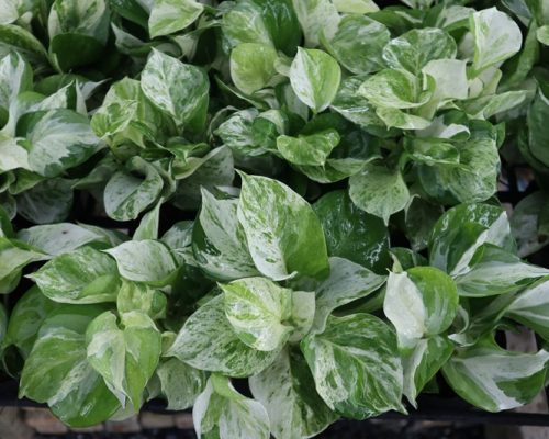 Epipremnum aureum for sale to japan and canada