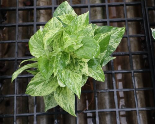 Epipremnum Aureum ship to holland by sea port