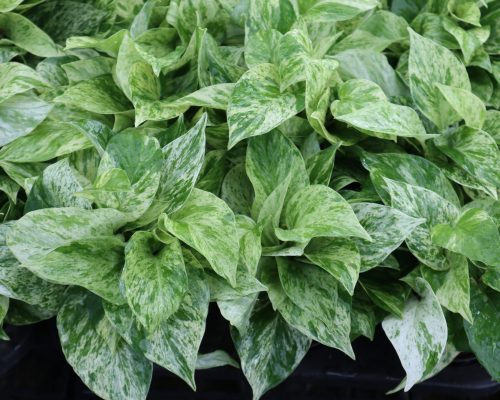Epipremnum aureum