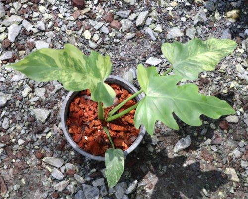 Philodendron selloum Variegate Philodendron selloum variegated for sale to USA