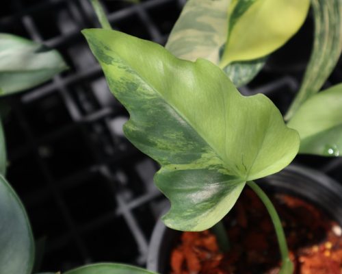 Philodendron rare plants for sale to canada Philodendron rare plants for sale to canada