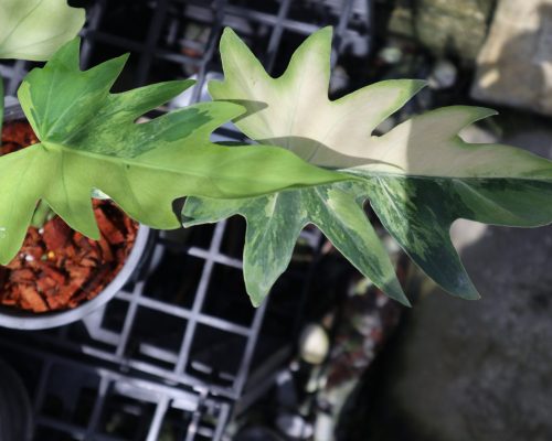 Philodendron selloum Variegated Philodendron selloum Variegated