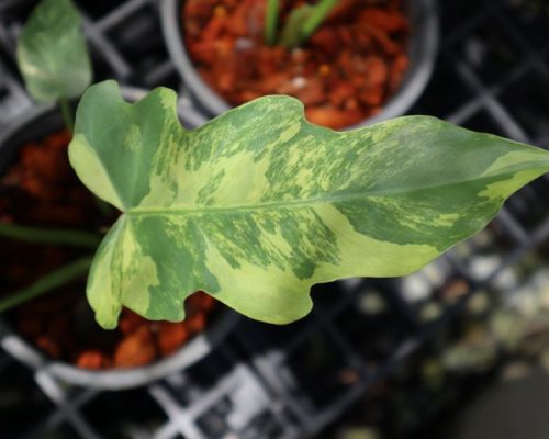 Philodendron rare plants for sale to canada Philodendron rare plants for sale to canada