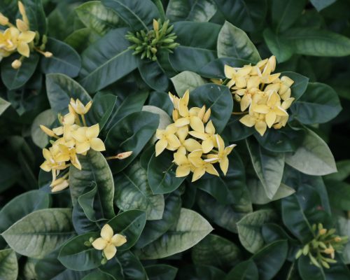Thailand ixora chinensis for sale to qatar