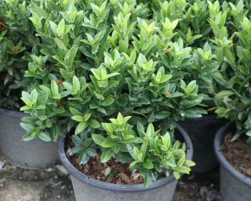 Thailand ixora chinensis for sale to qatar