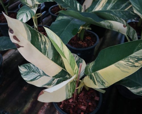 Epipremnum giganteum large garden in thailand