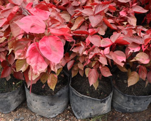 Acalypha Wilkesiana
