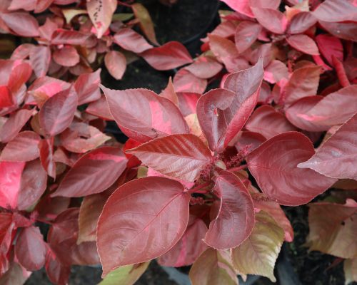 Acalypha Wikesiana nursery export plant from thailand