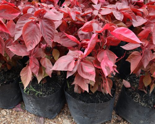 Acalyapha Wikesiana pot plants for landscape