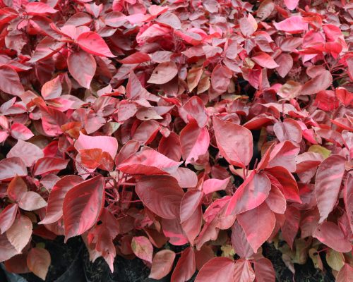 Acalypha Wikesiana nursery export plant from thailand