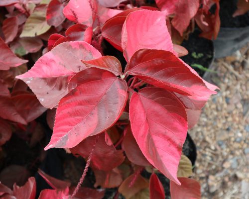 Acalypha Wilkesiana