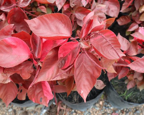 Acalypha Wilkesiana for landscape