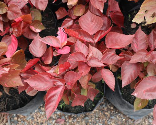 Acalypha Wilkesiana for landscape