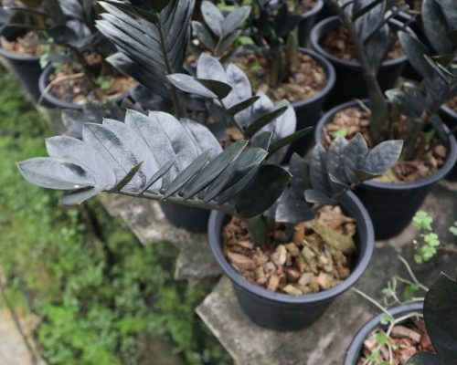 zz plants zamiifolia zamioculcas black color exporting to india flower plant market