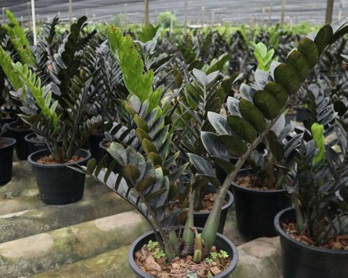 ZZ plant black variegaed for sale to USA and russia