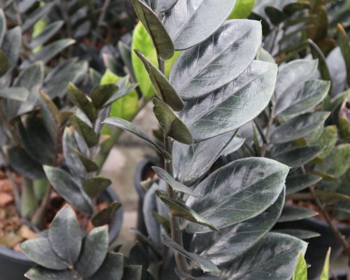 zz plants